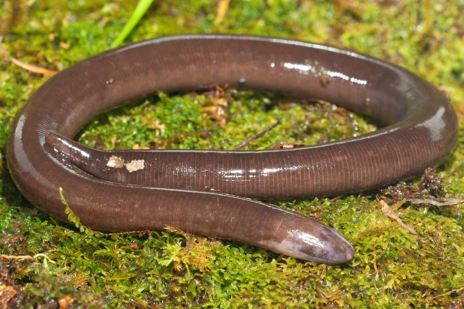 Caecilian