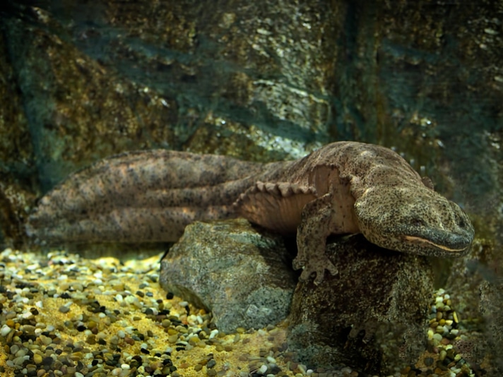 Chinese Giant Salamander