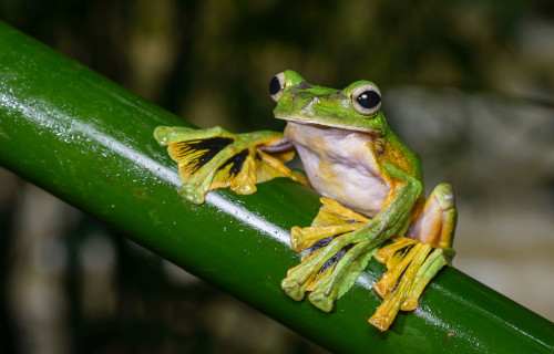 Wallace’s flying frog