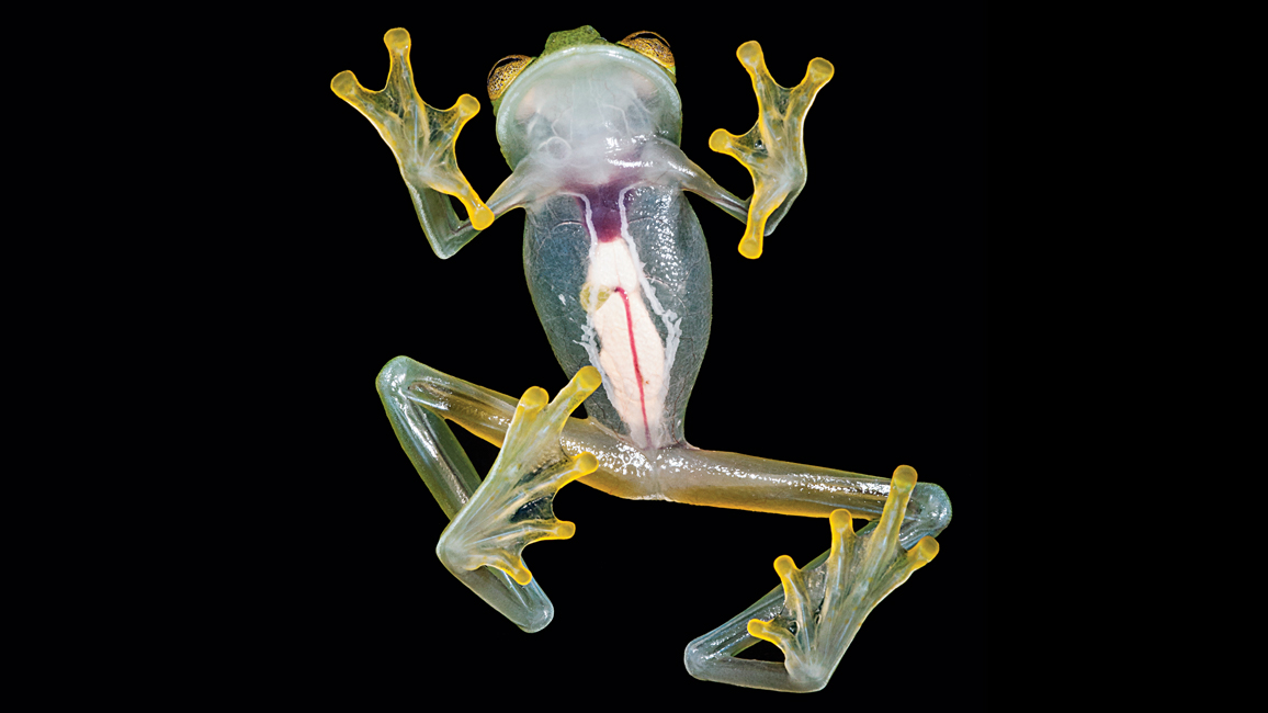Glass Frog
