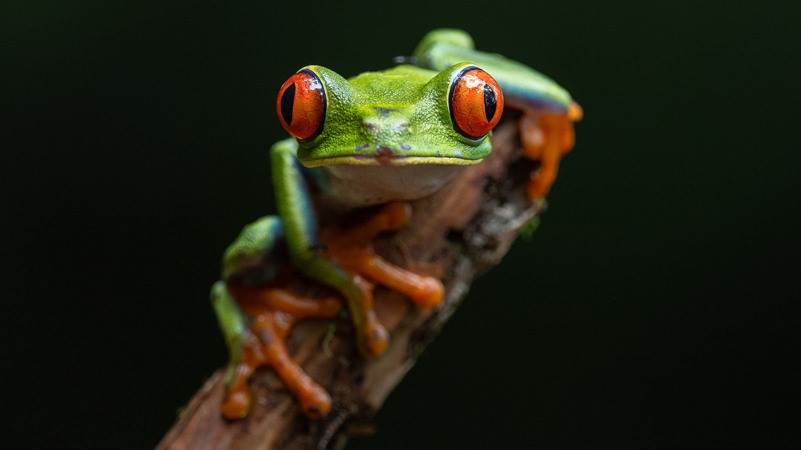 Red-eyed tree Frog