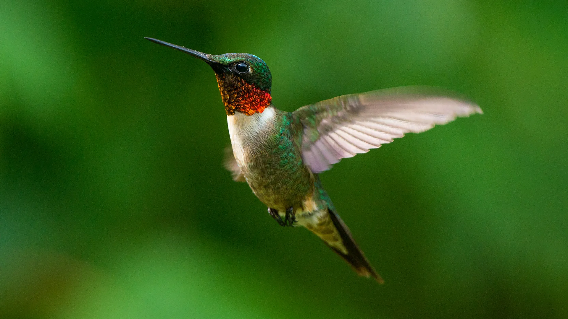 Hummingbird