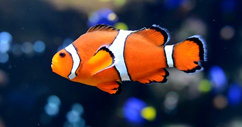 Clownfish