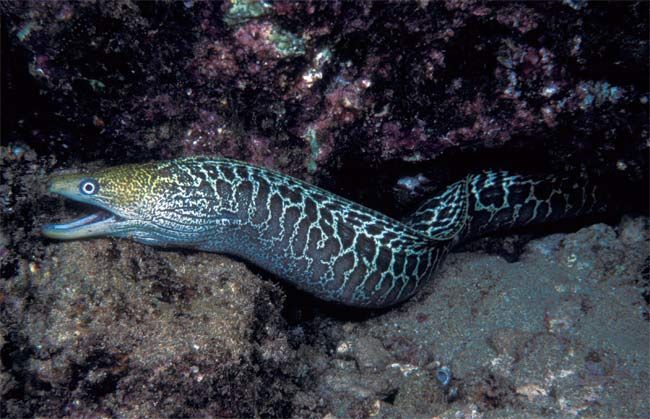 eel
