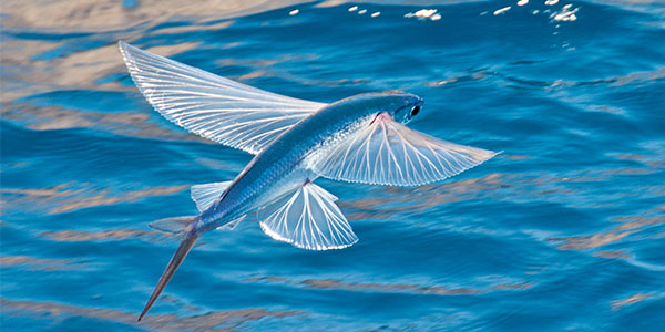 flyingfish