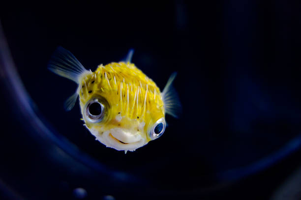 pufferfish