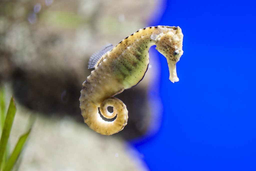 seahorse